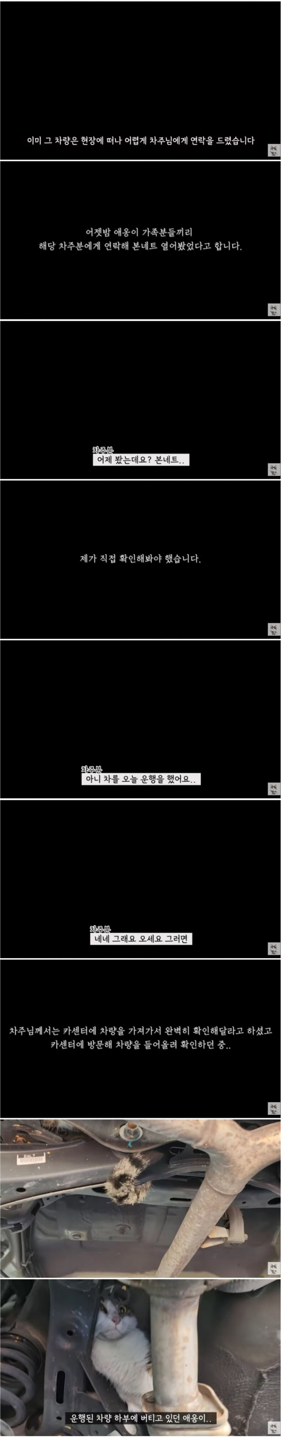 가족동의 없이 고양이를 버린 아빠._3.jpg