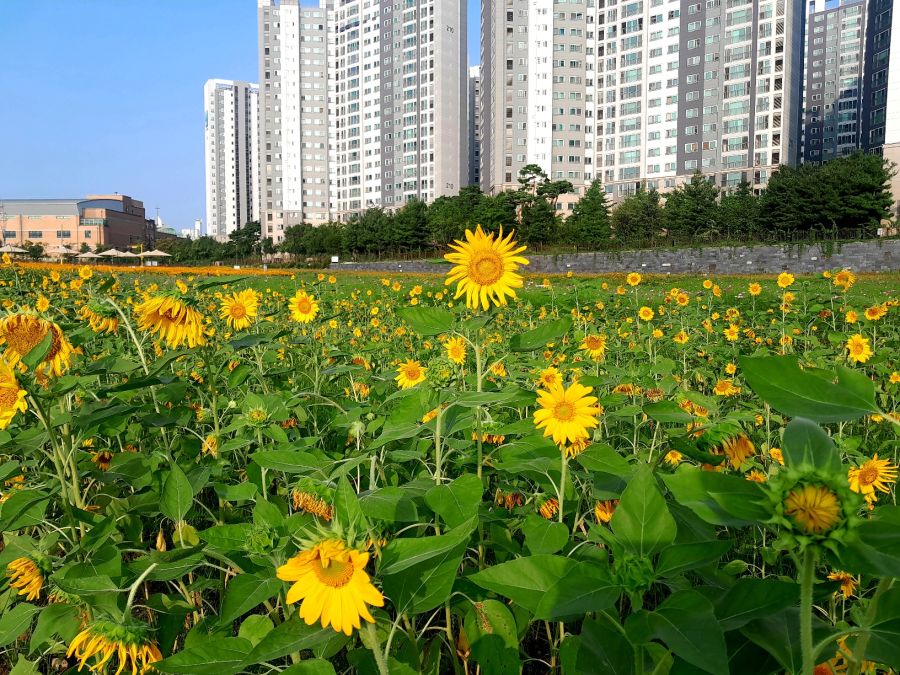 해바라기_1.jpg