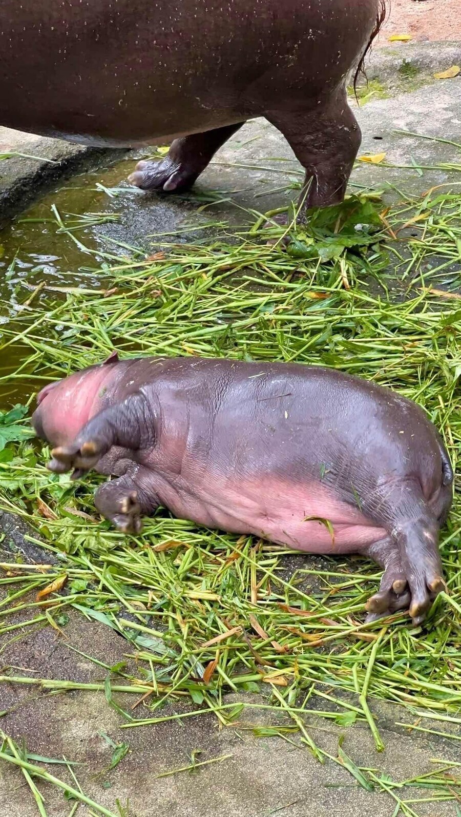 의외로 귀엽다는 아기 하마의 특징. jpg_8.jpg