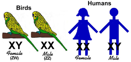 생물의 암수를 구별하는 방법_5.jpg