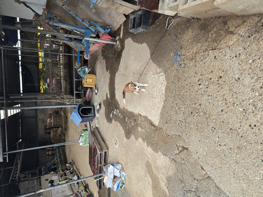 명절날 시고르자브종 근황(개+개+냥이)_1.jpg