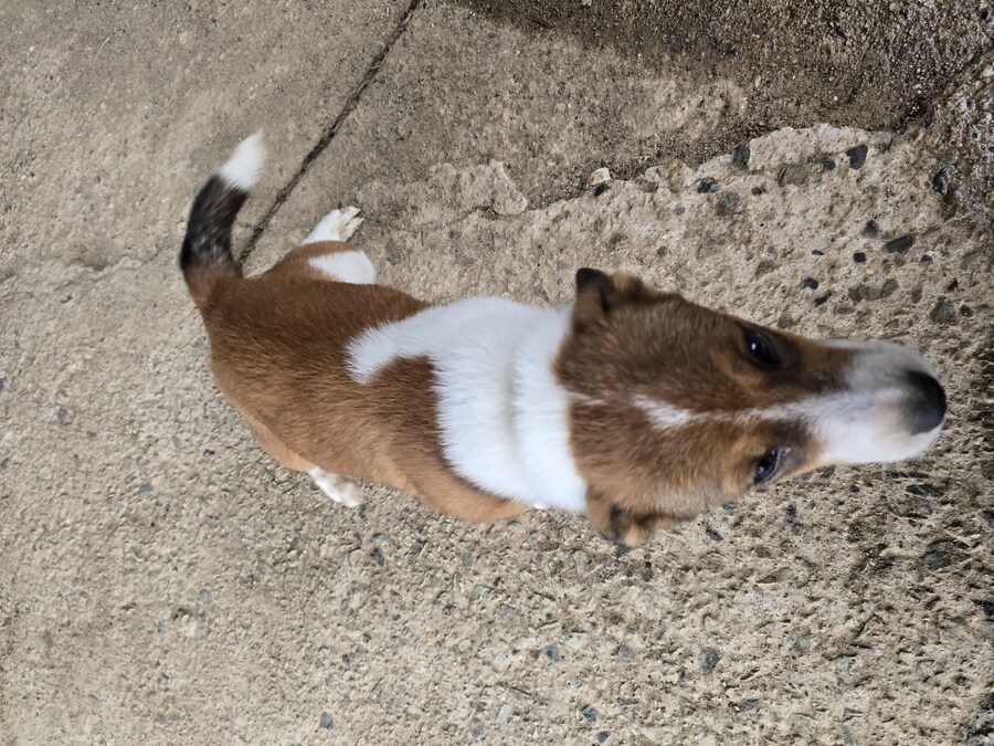 명절날 시고르자브종 근황(개+개+냥이)_2.jpg