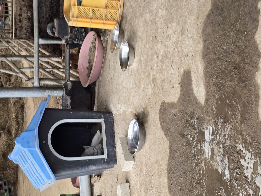 명절날 시고르자브종 근황(개+개+냥이)_7.jpg