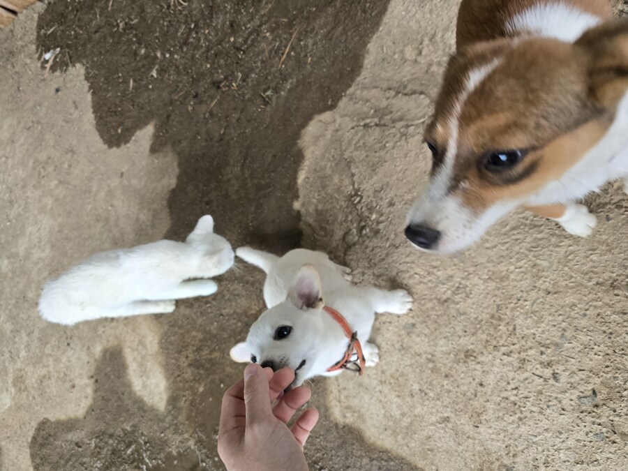 명절날 시고르자브종 근황(개+개+냥이)_13.jpg