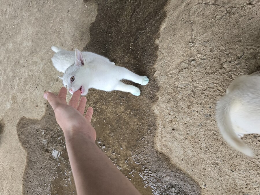 명절날 시고르자브종 근황(개+개+냥이)_14.jpg