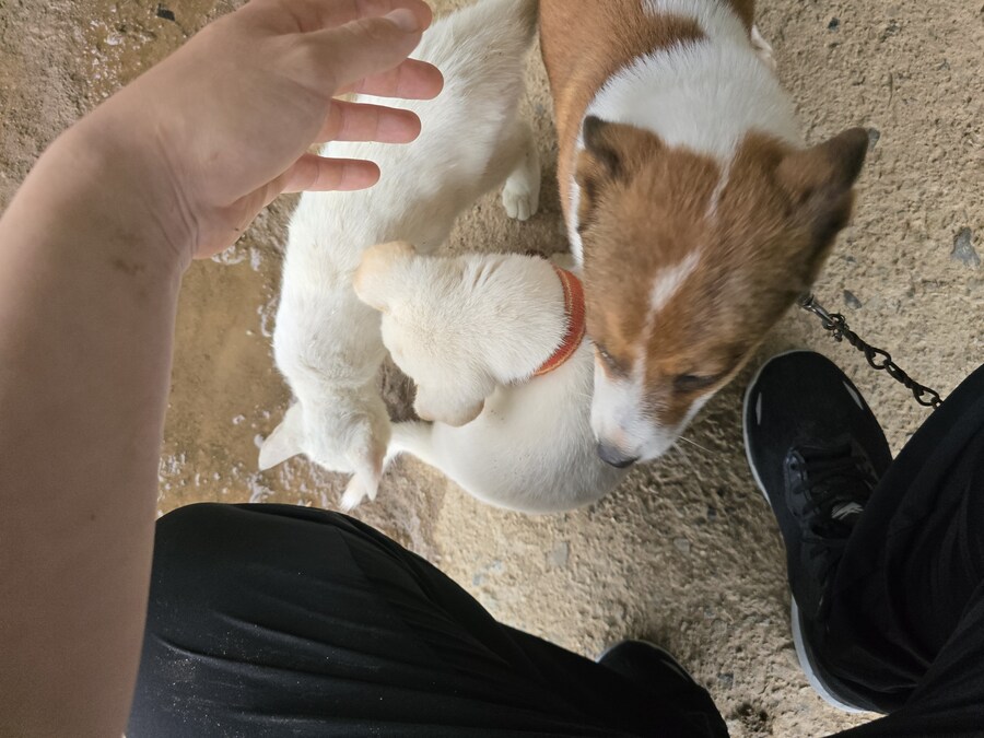 명절날 시고르자브종 근황(개+개+냥이)_27.jpg