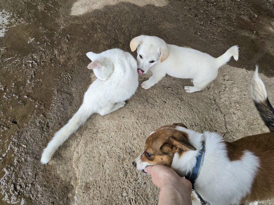 명절날 시고르자브종 근황(개+개+냥이)_28.jpg