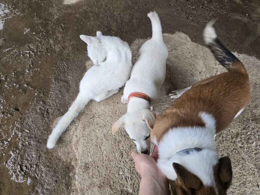 명절날 시고르자브종 근황(개+개+냥이)_29.jpg