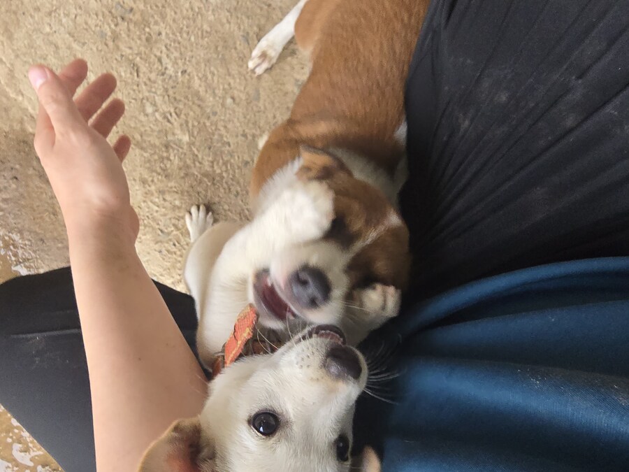 명절날 시고르자브종 근황(개+개+냥이)_35.jpg