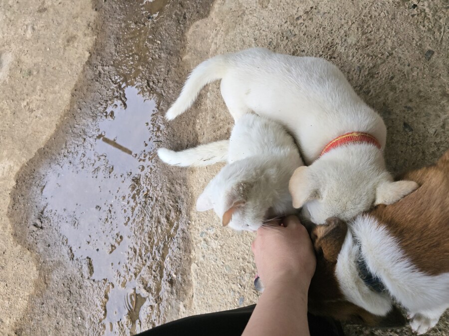 명절날 시고르자브종 근황(개+개+냥이)_33.jpg