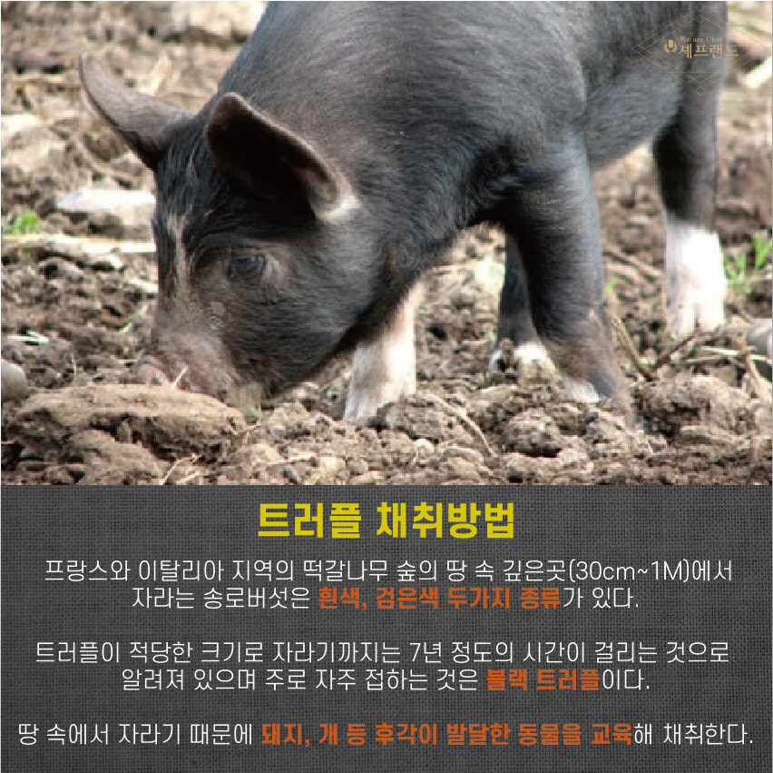 심야상식) 송로버섯은 돼지가 찾는다_1.jpg