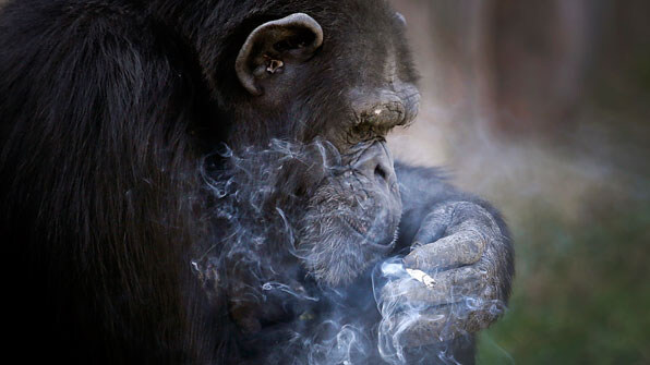 에일리언) 사실 '터미네이터 꼬라지' 날 뻔했던 시리즈_24.jpg