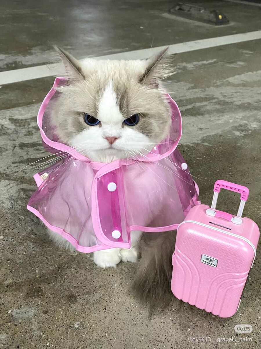 우비입은 고양이 강이지.jog_2.jpg