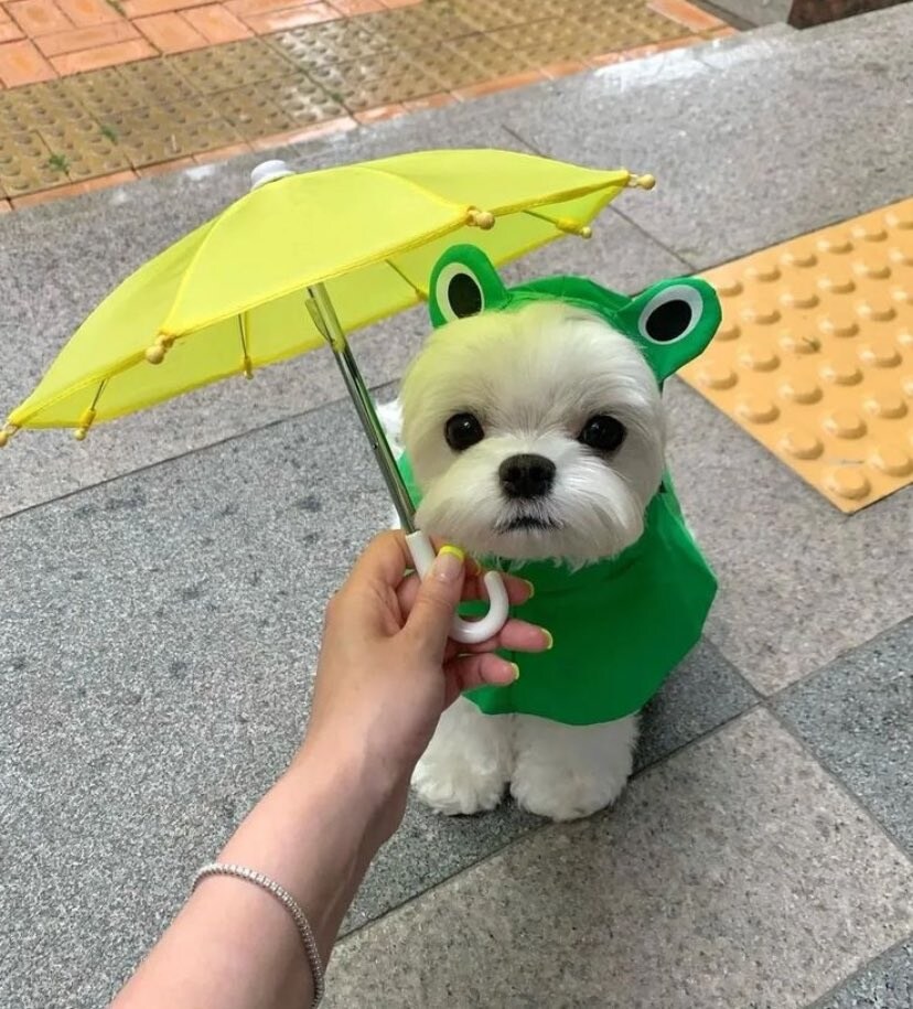 우비입은 고양이 강이지.jog_4.jpg