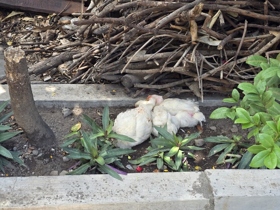 (스압 및 데이터주의!) 인도네시아 19일 여행기 자카르타&족자카르타_226.jpg