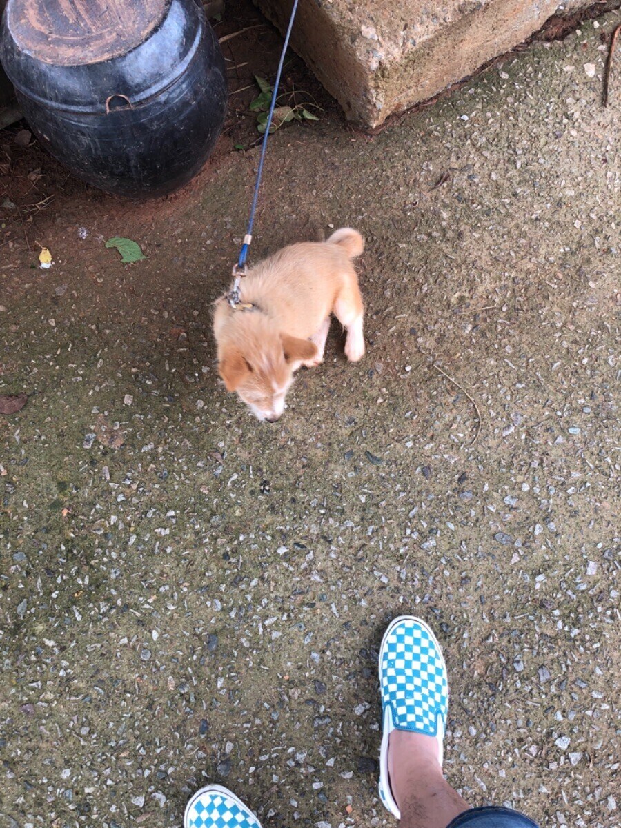 식당에서 만난 강아지 (귀여워)_2.jpg