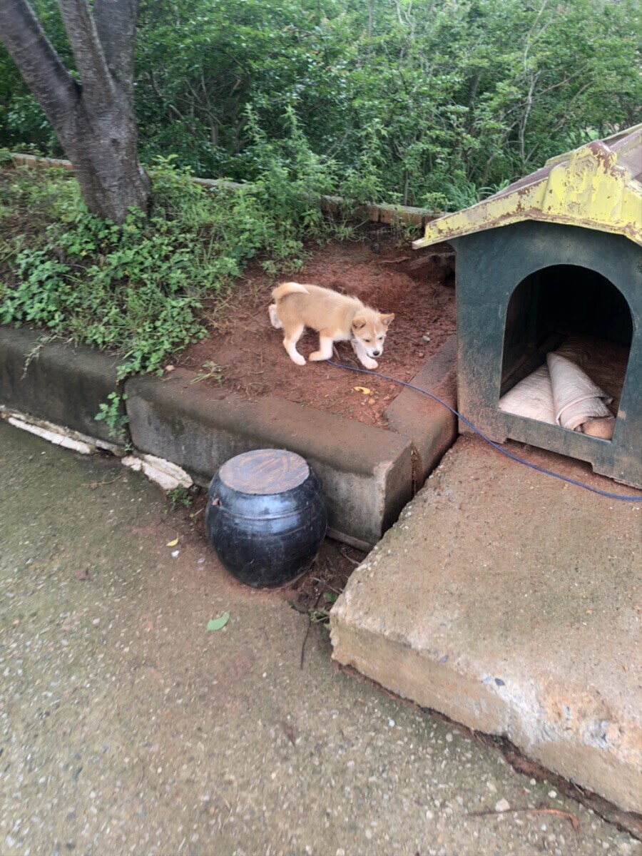 식당에서 만난 강아지 (귀여워)_6.jpg