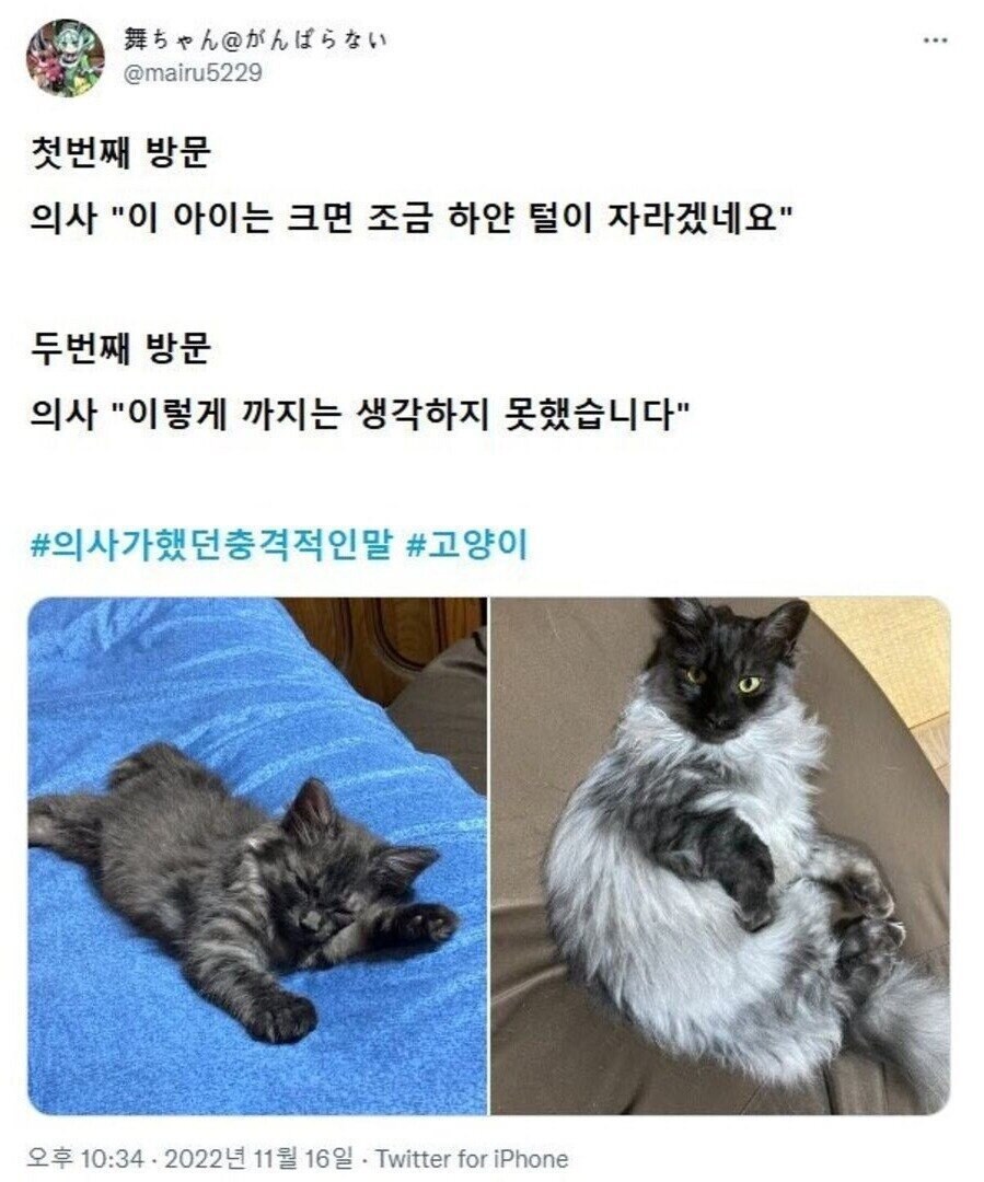 수의사의 생각을 벗어난 고양이.jpg_1.jpg