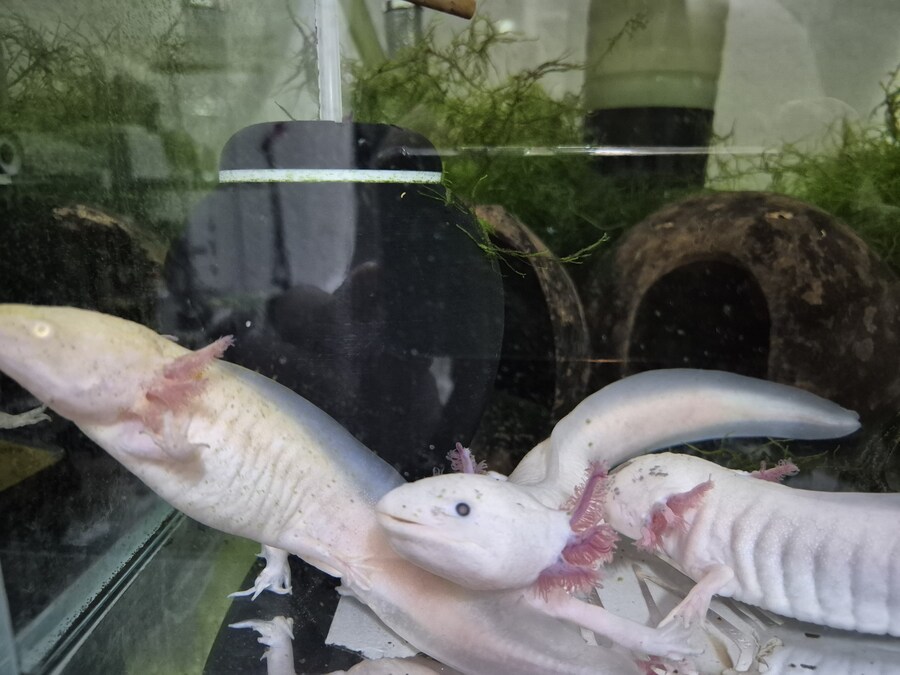 수조)단체로 놀러나온 아홀들_1.jpg