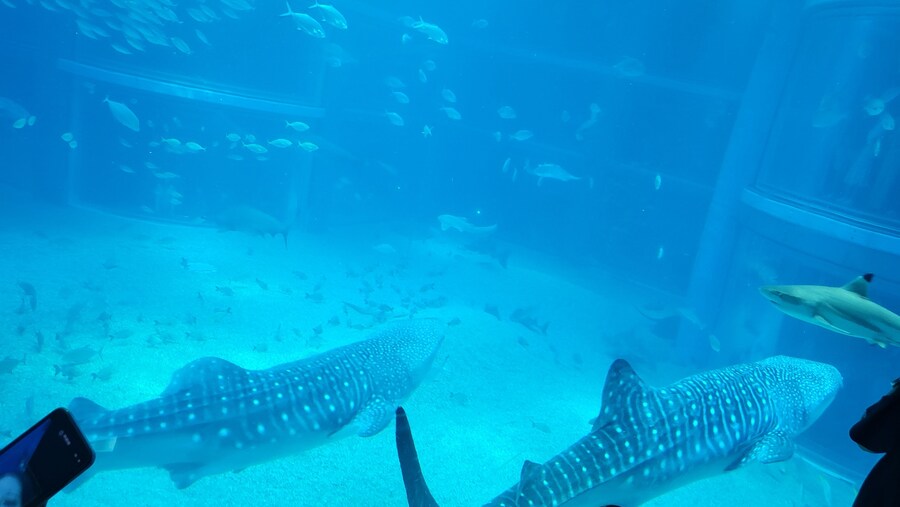 오사카 간사이 여행(2024.09.22~09.27) 4일차_19.jpg