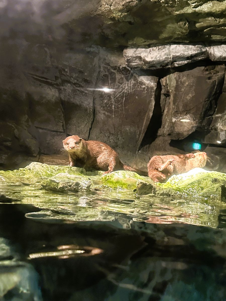 10박11일 오사카 교토 여행1(스압)_16.jpg