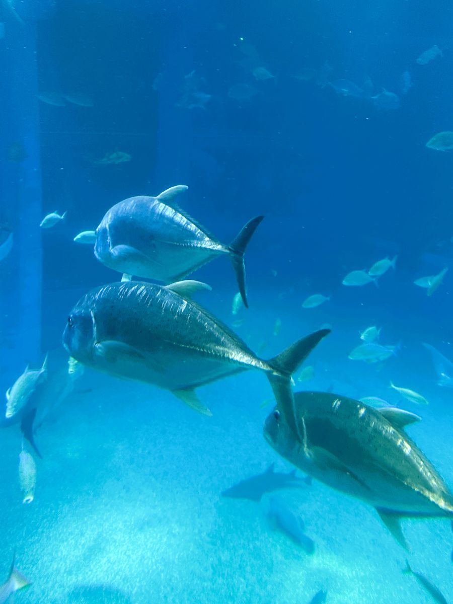 10박11일 오사카 교토 여행1(스압)_21.jpg