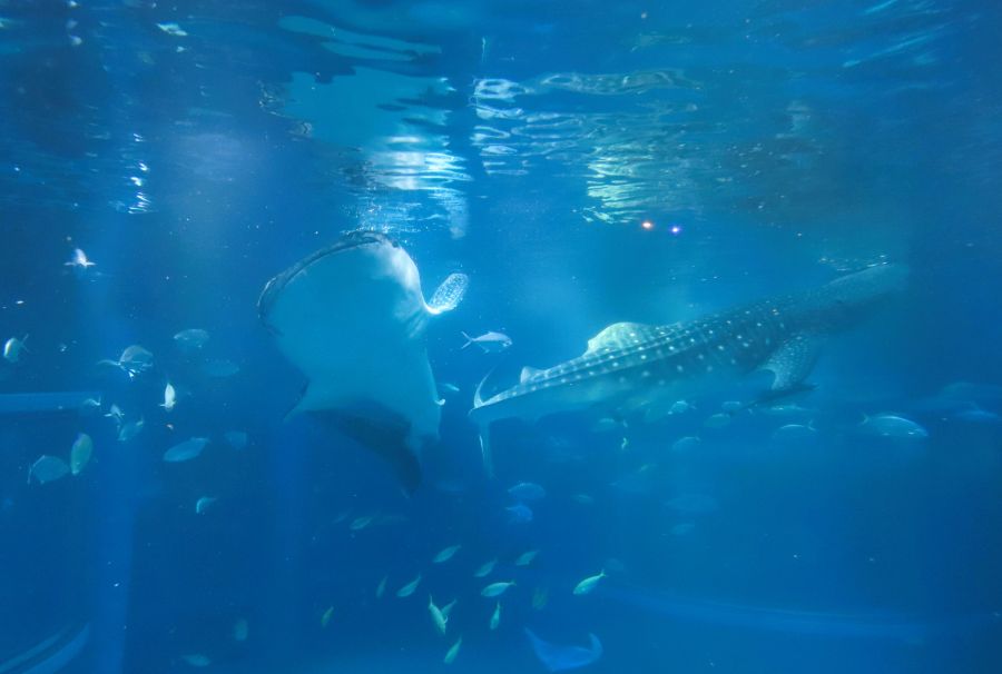 10박11일 오사카 교토 여행1(스압)_29.jpg