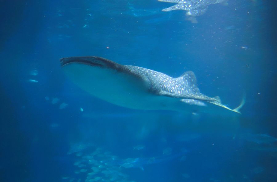 10박11일 오사카 교토 여행1(스압)_31.jpg