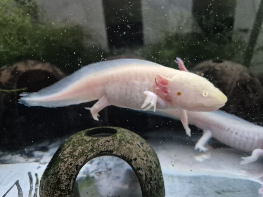 수조)기동중인 럼프_1.jpg