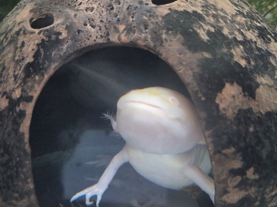 수조)위를 처다보는 럼프_1.jpg