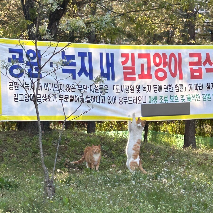 지자체 정책에 항의하는 고양이_2.jpg