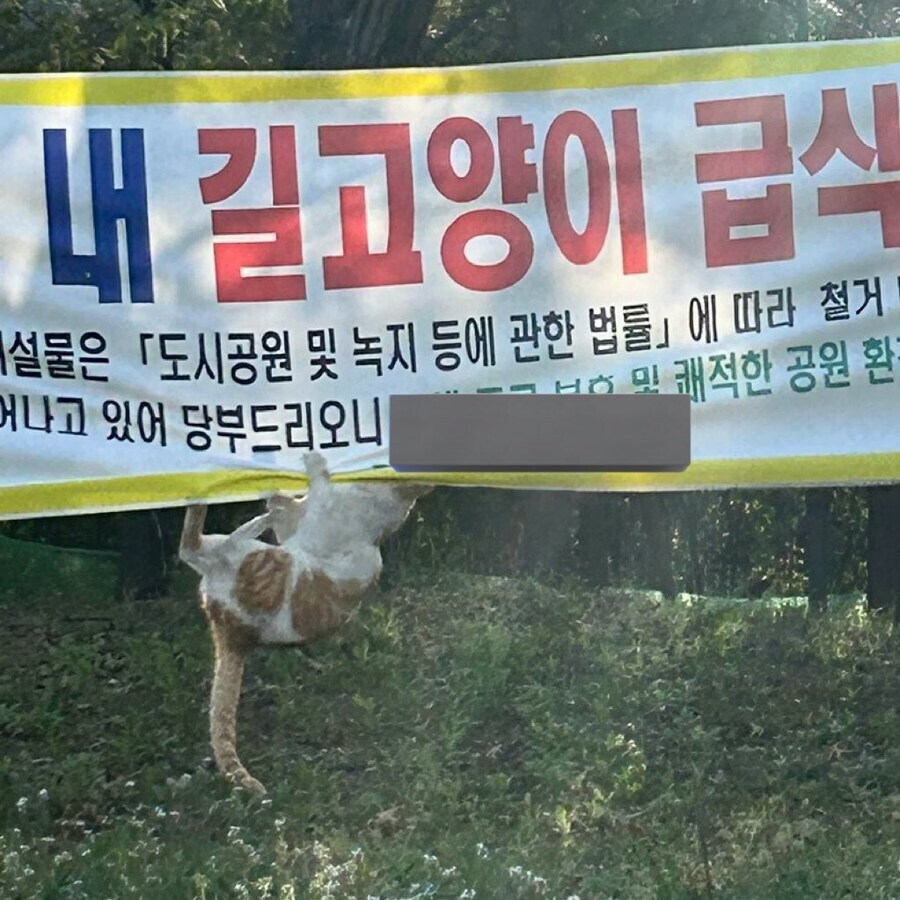 지자체 정책에 항의하는 고양이_3.jpg