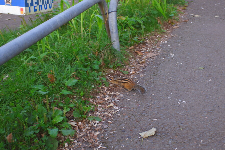 북쪽의 대지, 홋카이도 여행 3부 (오타루)_64.jpg