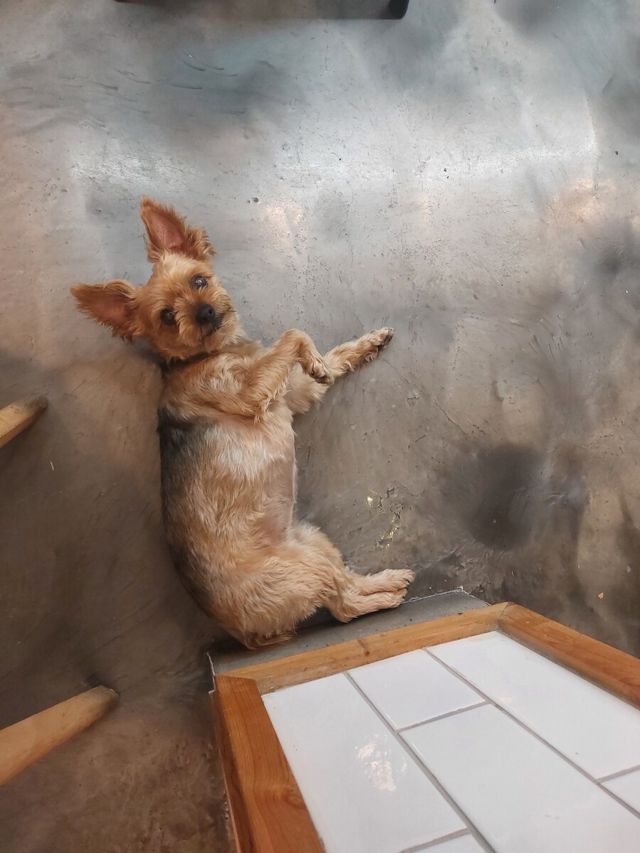댕댕이 간접산책체험 3_3.jpg