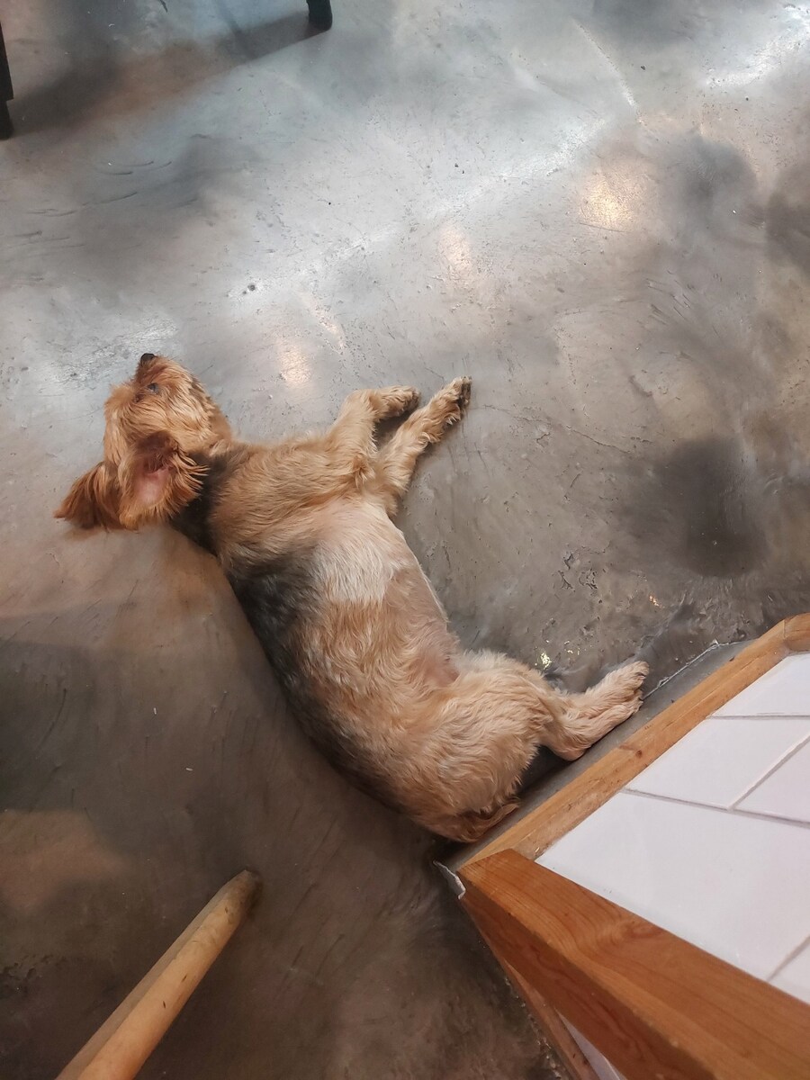 댕댕이 간접산책체험 3_4.jpg