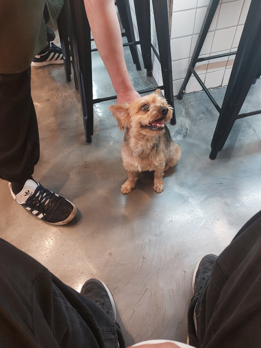 댕댕이 간접산책체험 3_5.jpg