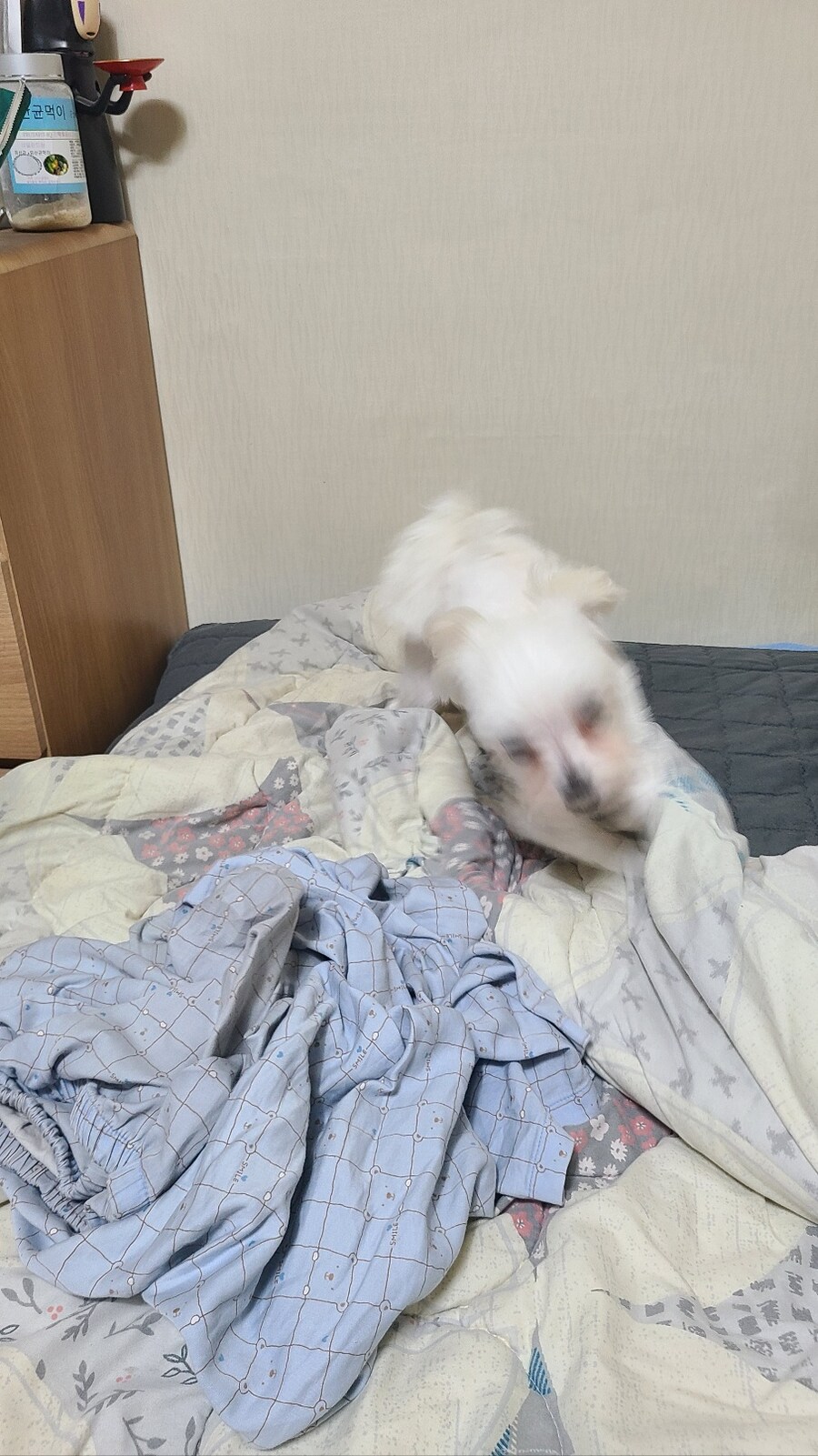 오늘은 낼름이 2번째 생일입니다_9.jpg