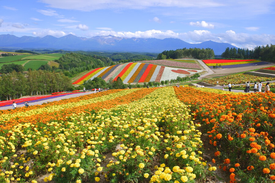 북쪽의 대지, 홋카이도 여행 4부 (비에이)_44.jpg