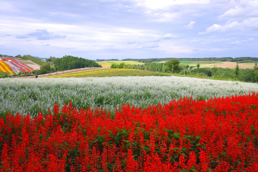 북쪽의 대지, 홋카이도 여행 4부 (비에이)_54.jpg