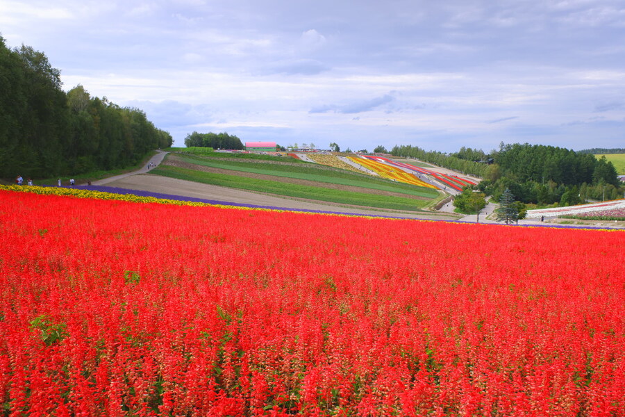 북쪽의 대지, 홋카이도 여행 4부 (비에이)_56.jpg
