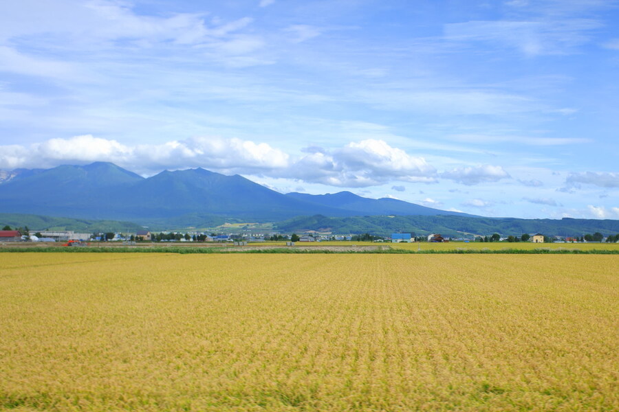 북쪽의 대지, 홋카이도 여행 4부 (비에이)_58.jpg