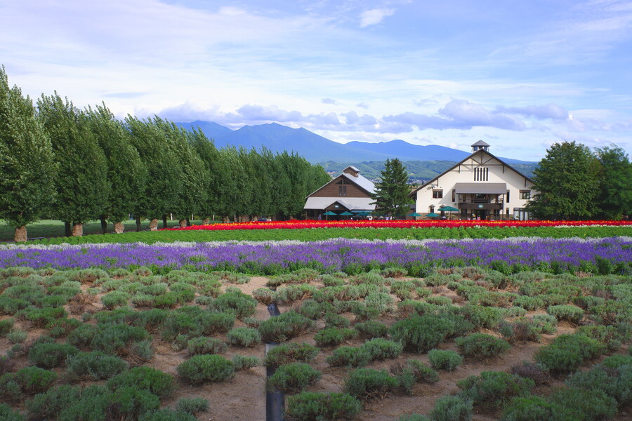 북쪽의 대지, 홋카이도 여행 4부 (비에이)_64.jpg