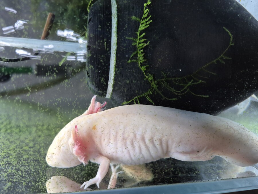 수조)숨어있는 럼프_1.jpg