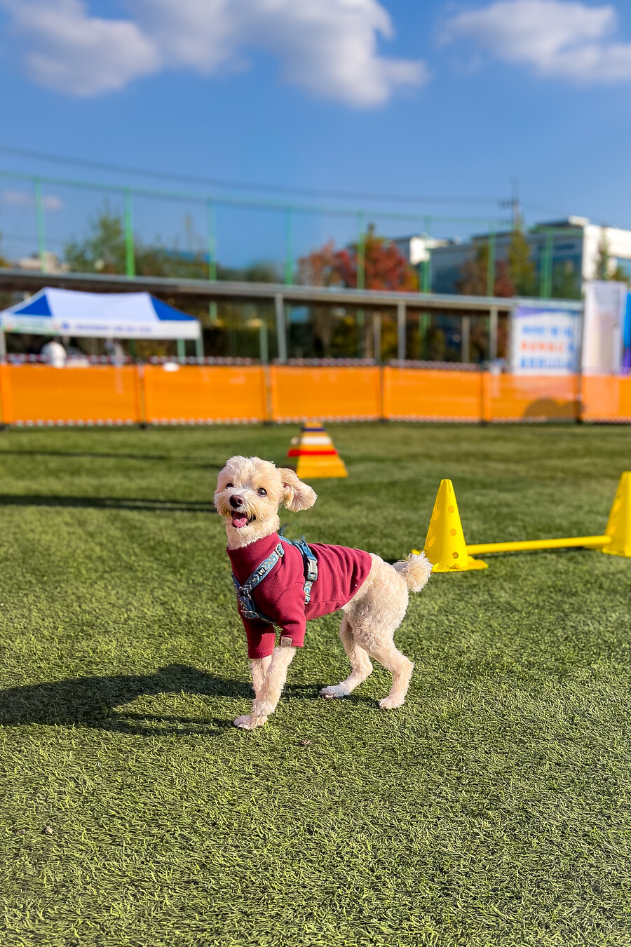 귀여운 말티푸 보고가세요_1.jpg