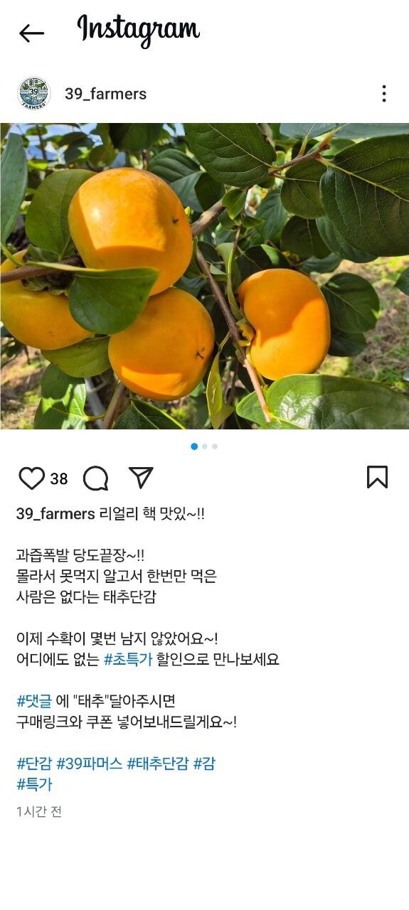 [인스타그램] 고당도 태추단감 2kg (15900원/무배)_1.jpg