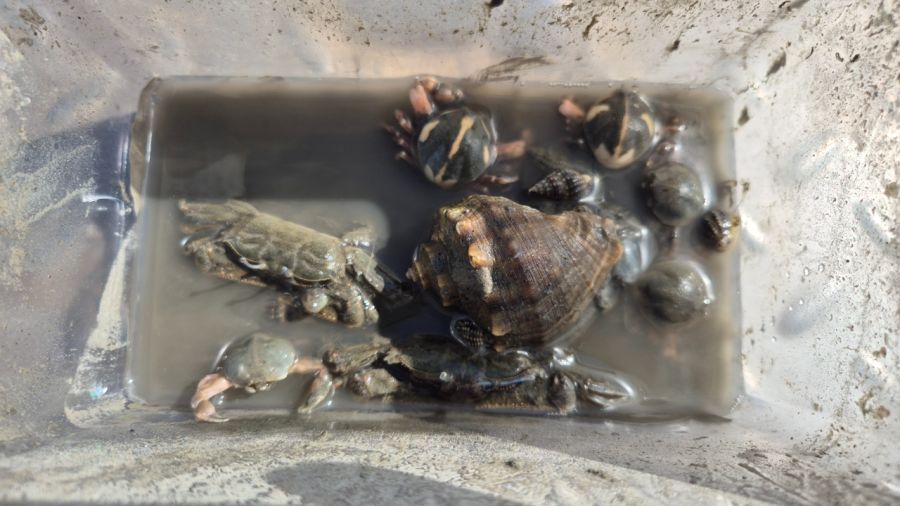 (강화도) 캠린이 아빠의 네번째 캠핑 (with 꼬맹이)_6.jpeg