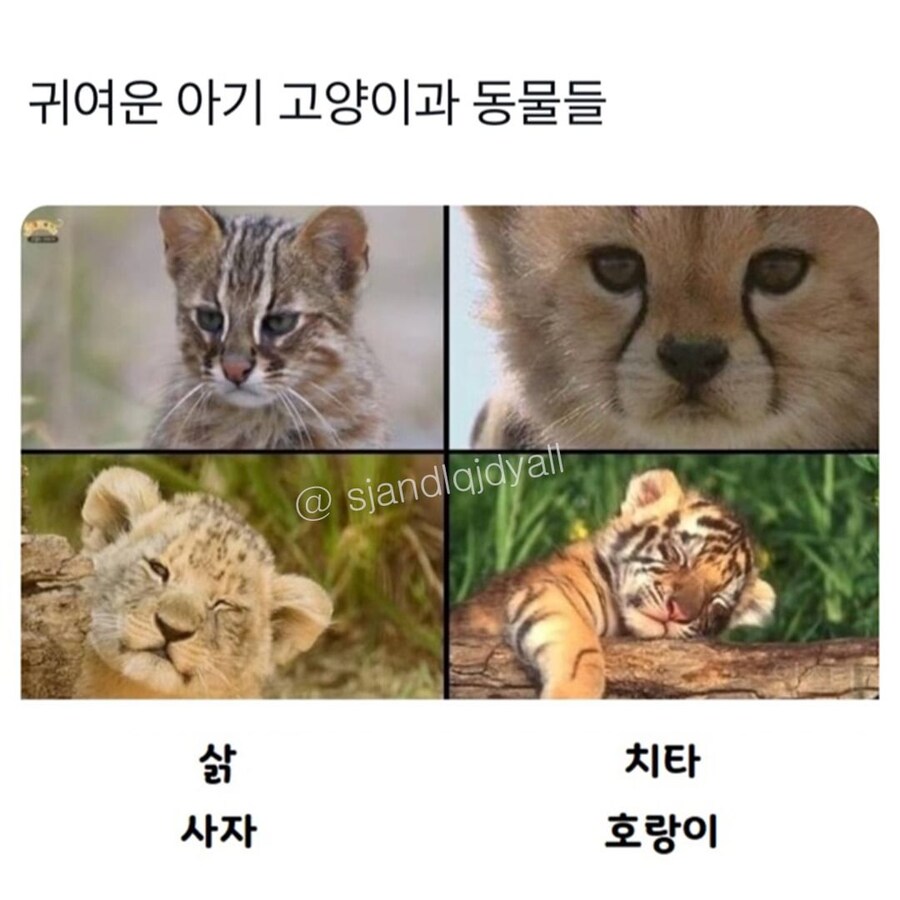 귀여운 야생의 고양이 애기들_1.jpg