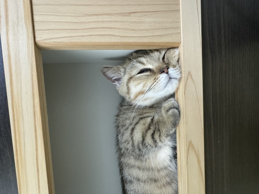 짹슨이 근황입니다^^_5.jpg