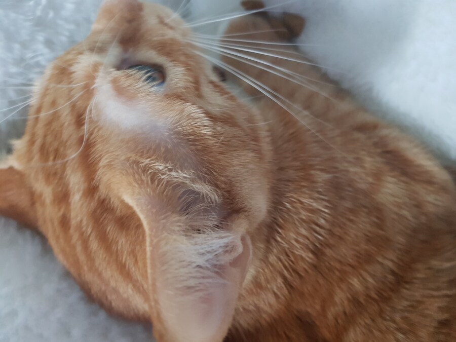 여동생이 아기때 데리고온지 언 7개월 곧_2.jpg