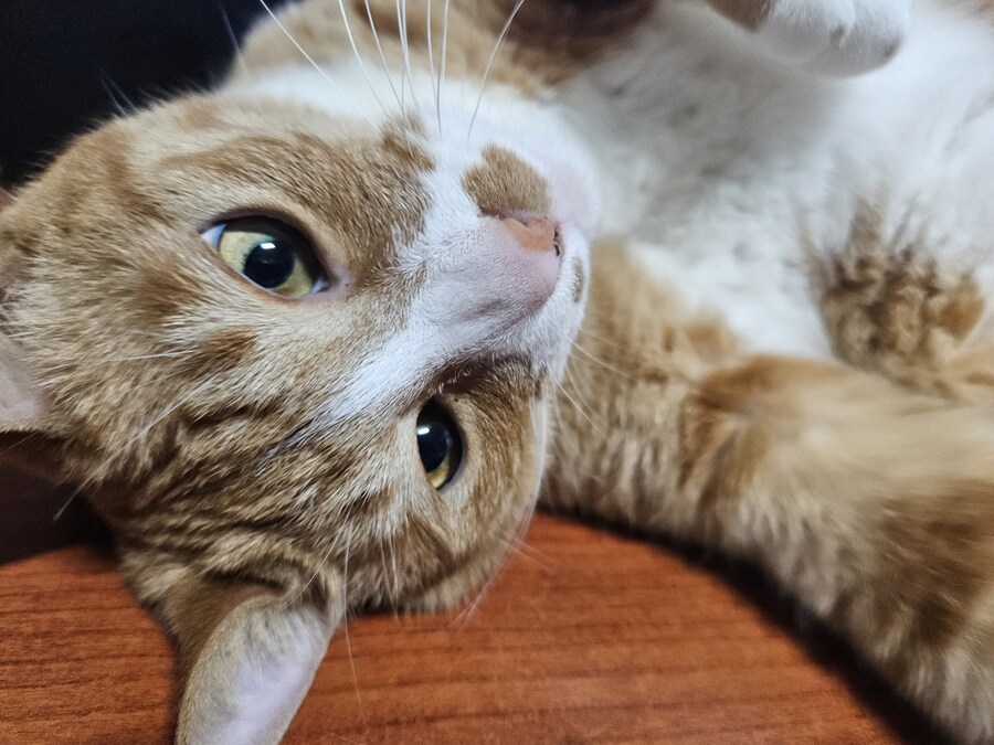 귀염둥이 김양복_1.jpg